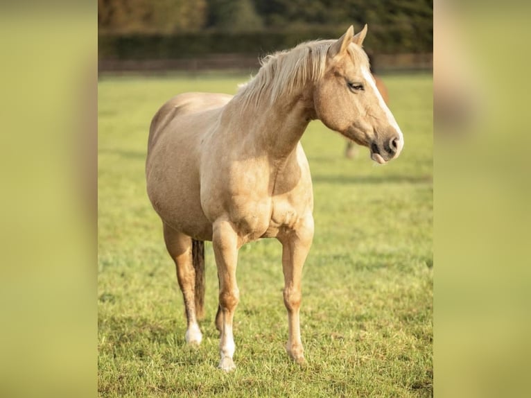 American Quarter Horse Mare 18 years 14.2 hh Palomino in Lahn