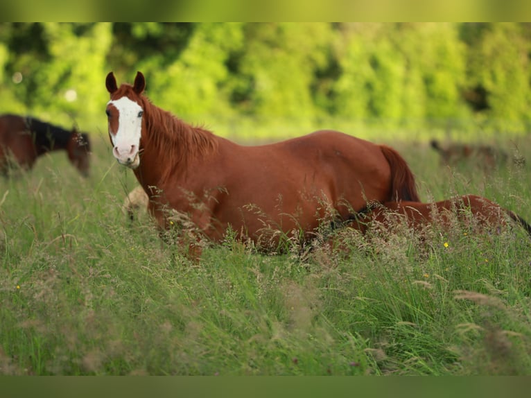 American Quarter Horse Mare 18 years 14,3 hh Chestnut-Red in Waldshut-Tiengen