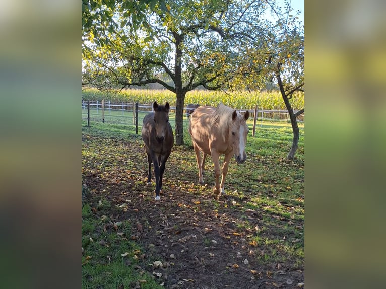 American Quarter Horse Mare 18 years 14,3 hh Palomino in Krefeld