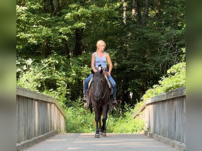 American Quarter Horse Mare 18 years 14 hh Brown in Arvada CO