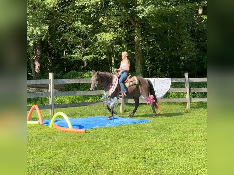 American Quarter Horse Mare 18 years 14 hh Brown in Arvada CO