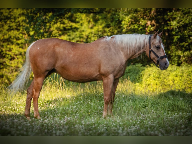 American Quarter Horse Mare 18 years 14,1 hh Palomino in Lindlar