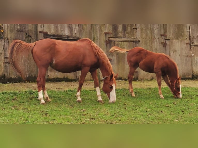 American Quarter Horse Mare 18 years 15,1 hh Chestnut-Red in Cermenate