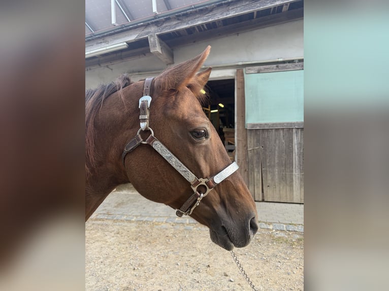 American Quarter Horse Mare 18 years 15.1 hh Red Dun in Arnbruck