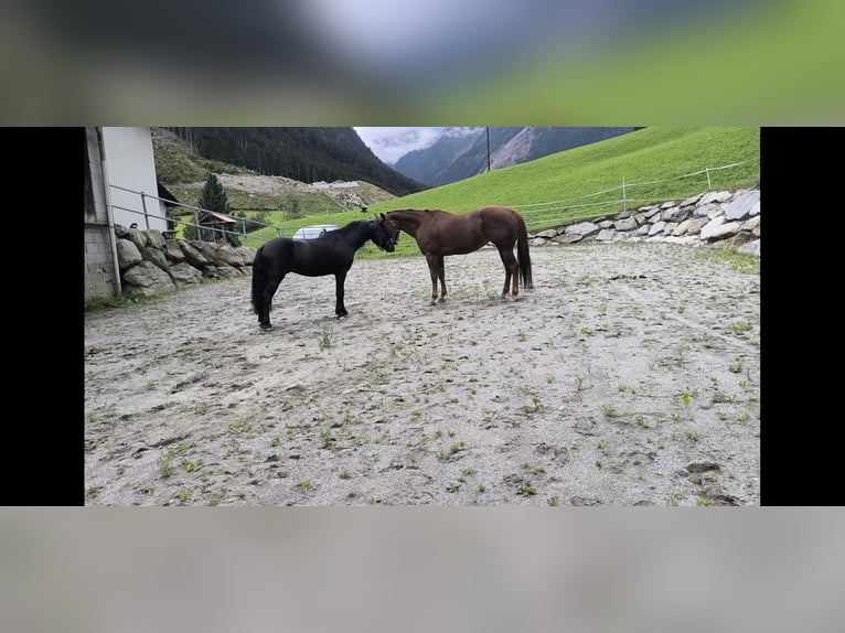 American Quarter Horse Mare 18 years 15.1 hh Sorrel in Gries im Sellrain