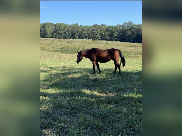 American Quarter Horse Mix Mare 18 years 15 hh Bay in Chesterfield