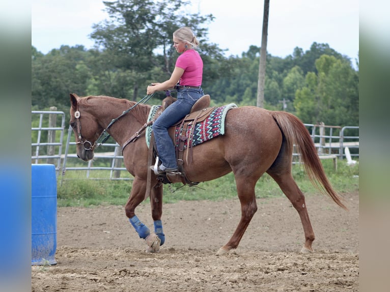 American Quarter Horse Mare 18 years 15 hh Roan-Red in Borden