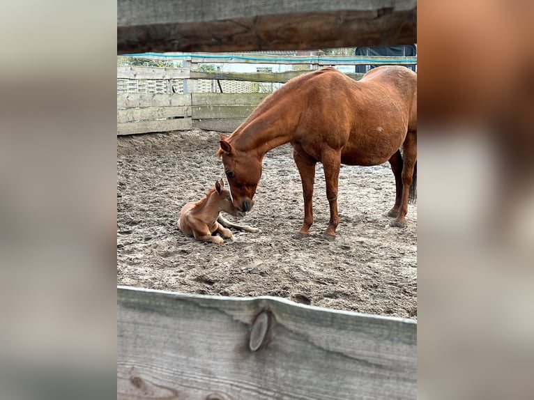 American Quarter Horse Mare 19 years 14,1 hh Chestnut-Red in Gifhorn