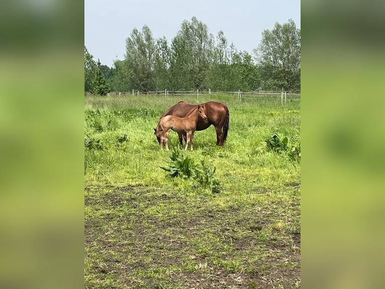 American Quarter Horse Mare 19 years 14,1 hh Chestnut-Red in Gifhorn