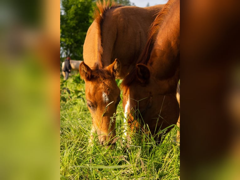 American Quarter Horse Mare 19 years 14,1 hh Chestnut-Red in Gifhorn