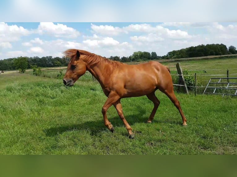 American Quarter Horse Mare 19 years 14,1 hh Chestnut-Red in Dwingeloo