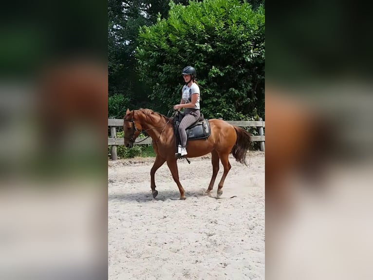 American Quarter Horse Mare 19 years 14,1 hh Chestnut-Red in Dwingeloo