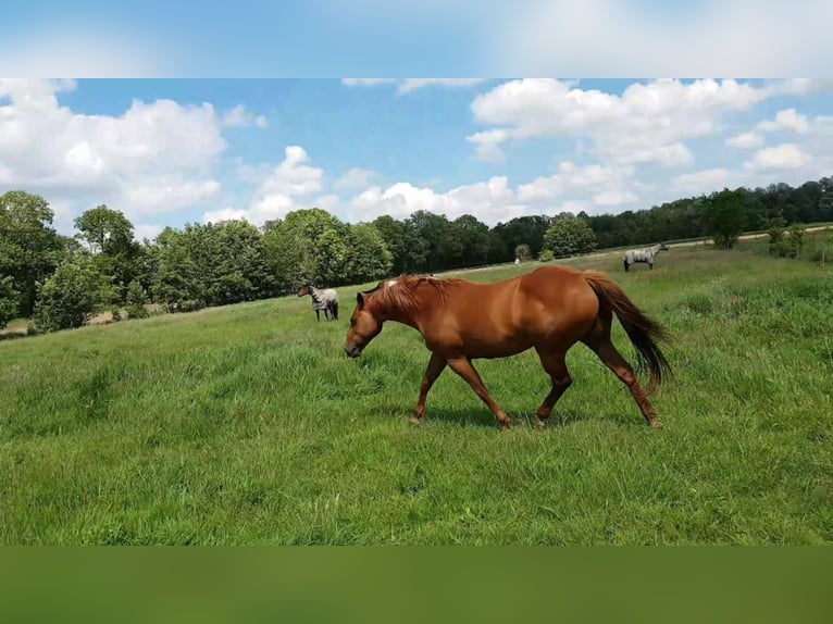 American Quarter Horse Mare 19 years 14,1 hh Chestnut-Red in Dwingeloo