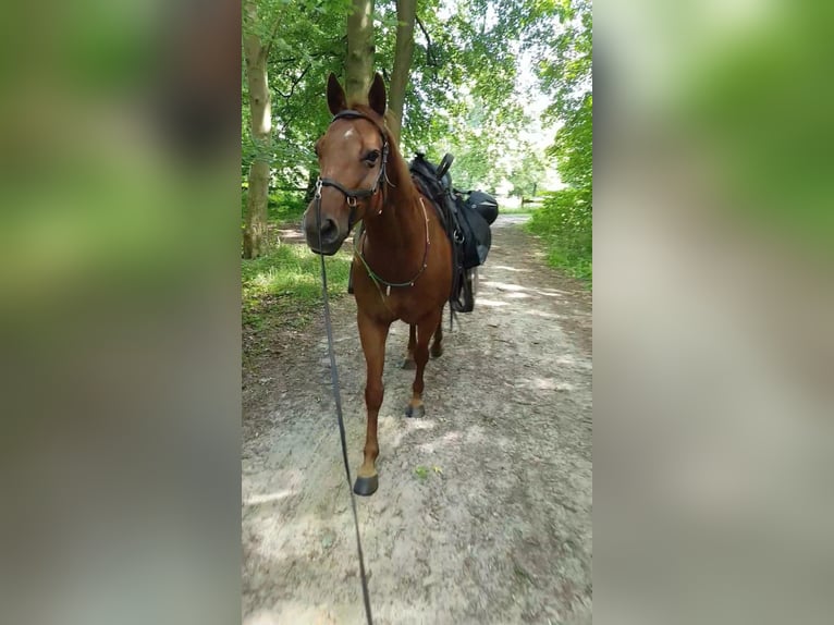 American Quarter Horse Mare 19 years 14,1 hh Chestnut-Red in Dwingeloo