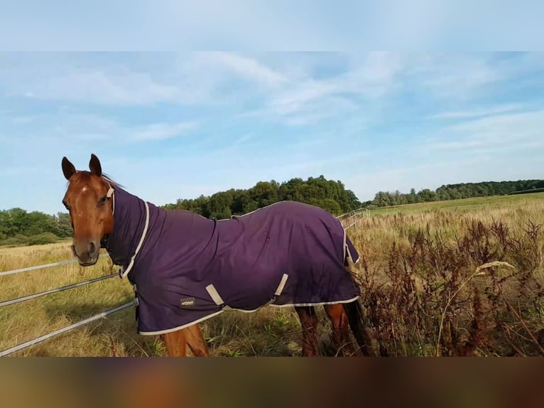 American Quarter Horse Mare 19 years 14,1 hh Chestnut-Red in Dwingeloo