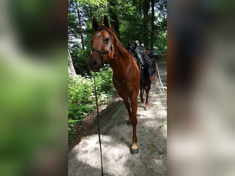 American Quarter Horse Mare 19 years 14,1 hh Chestnut-Red in Dwingeloo