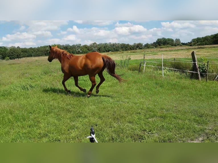 American Quarter Horse Mare 19 years 14,1 hh Chestnut-Red in Dwingeloo