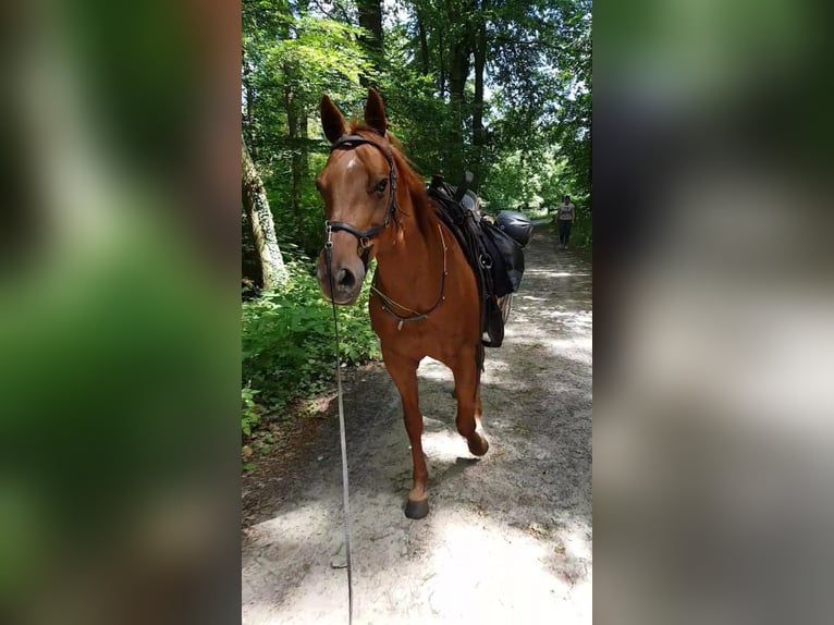 American Quarter Horse Mare 19 years 14,1 hh Chestnut-Red in Dwingeloo