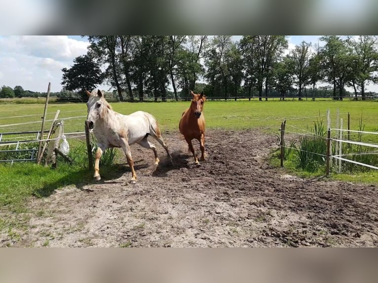 American Quarter Horse Mare 19 years 14,1 hh Chestnut-Red in Dwingeloo