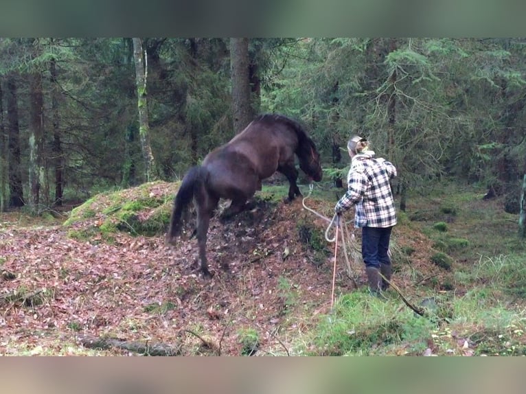 American Quarter Horse Mare 19 years 14.1 hh Smoky-Black in Scharnhorst