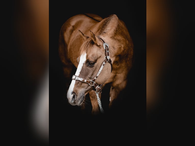 American Quarter Horse Mare 19 years 14.2 hh Red Dun in Weitnau