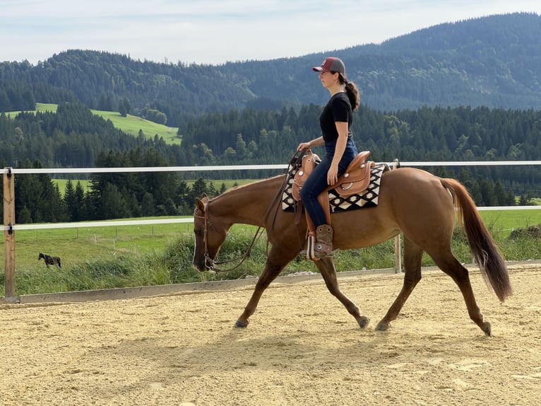 American Quarter Horse Mare 19 years 14.2 hh Red Dun in Weitnau
