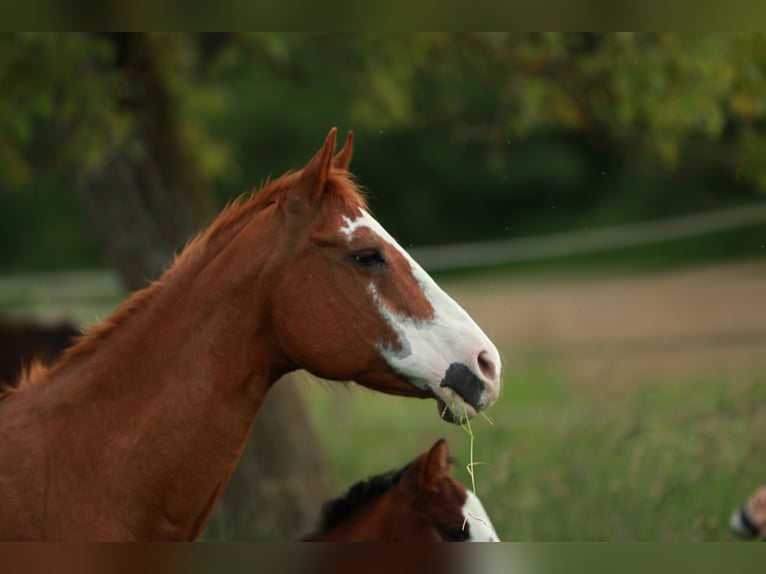 American Quarter Horse Mare 19 years 14.3 hh Chestnut-Red in Waldshut-Tiengen