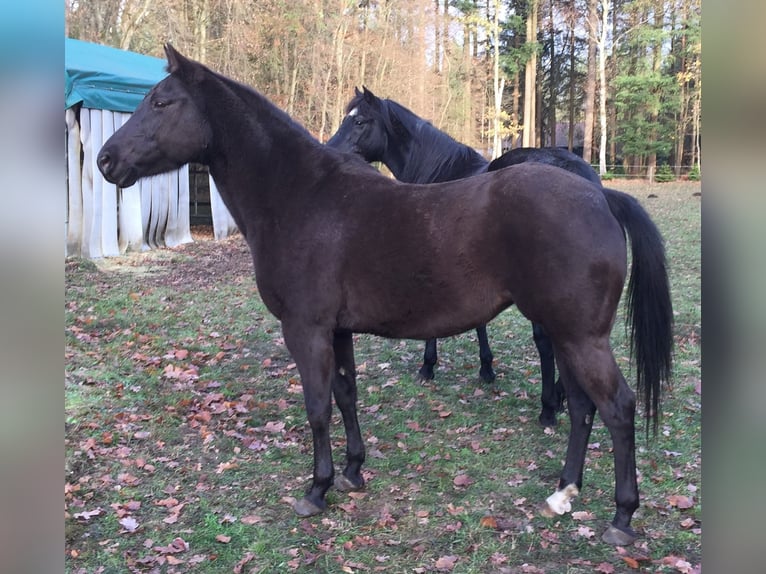 American Quarter Horse Mare 19 years 14,1 hh Smoky-Black in Scharnhorst