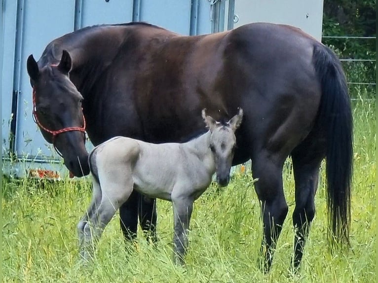 American Quarter Horse Mare 19 years 14,1 hh Smoky-Black in Scharnhorst