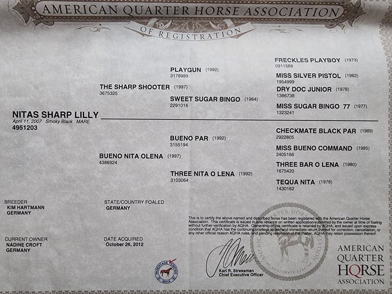 American Quarter Horse Mare 19 years 14,1 hh Smoky-Black in Scharnhorst