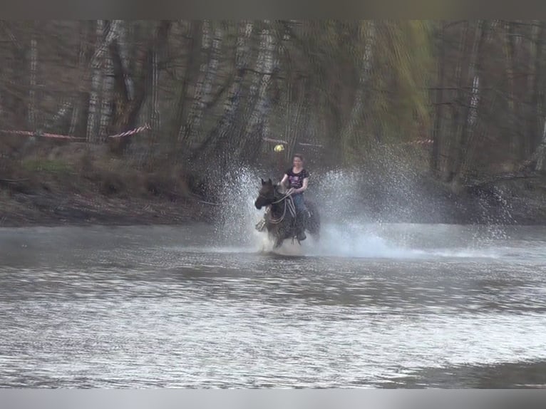 American Quarter Horse Mare 19 years 14,1 hh Smoky-Black in Scharnhorst