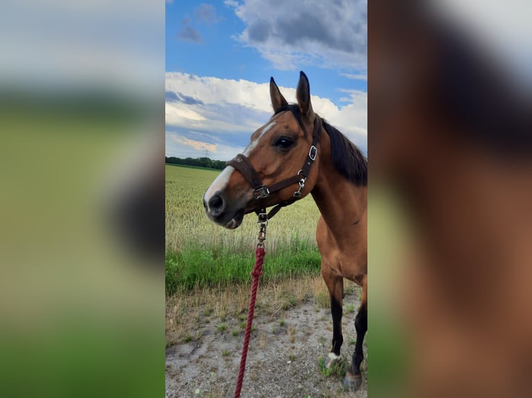 American Quarter Horse Mix Mare 19 years 14,3 hh Dun in Bim&#xF6;hlen