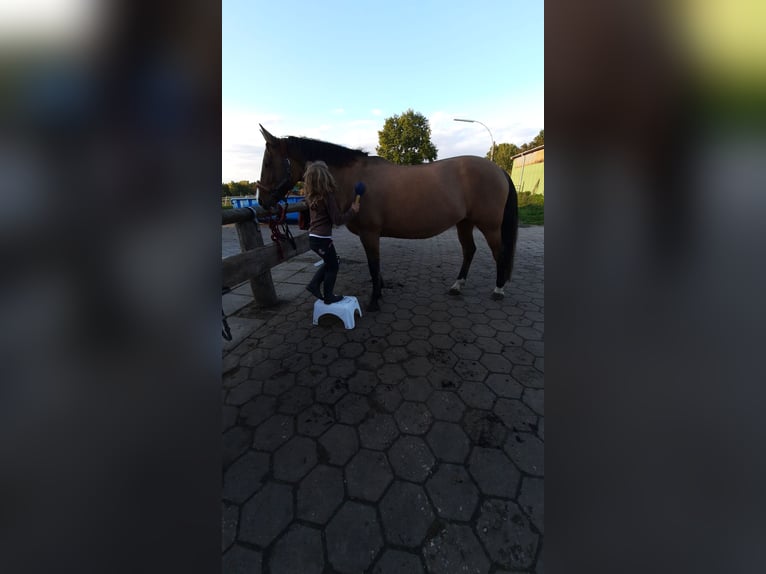 American Quarter Horse Mix Mare 19 years 14,3 hh Dun in Bim&#xF6;hlen