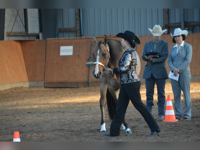 American Quarter Horse Mix Mare 19 years 14,3 hh Dun in Bim&#xF6;hlen