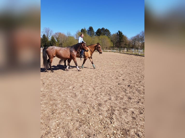 American Quarter Horse Mix Mare 19 years 14,3 hh Dun in Bim&#xF6;hlen