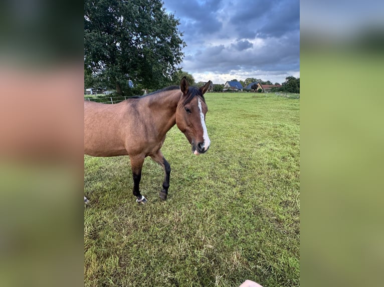American Quarter Horse Mix Mare 19 years 14,3 hh Dun in Bim&#xF6;hlen