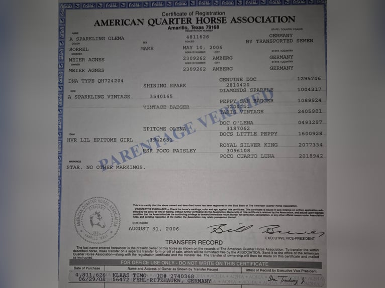 American Quarter Horse Mare 19 years 15 hh Chestnut-Red in Fehl-Ritzhausen