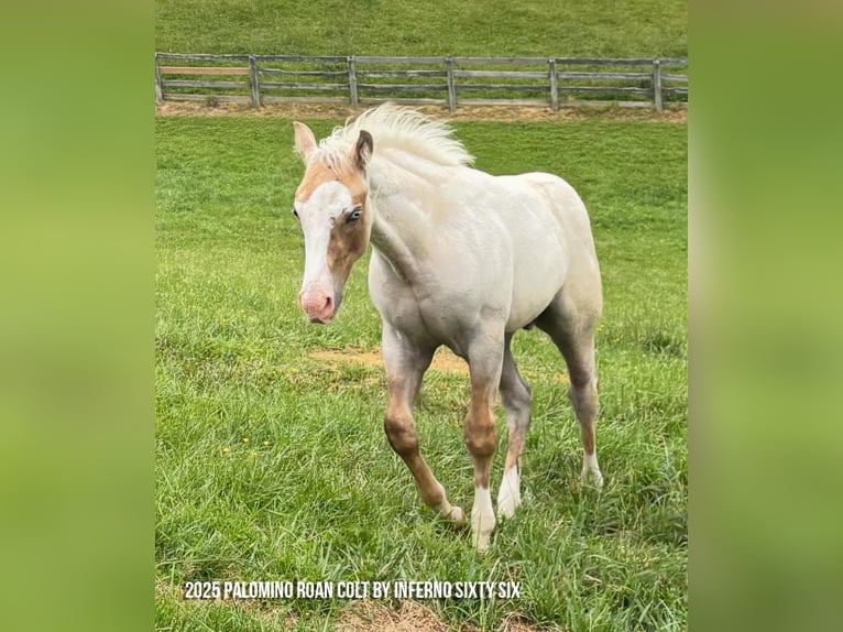American Quarter Horse Mare 19 years 15 hh Palomino in Whitesboro