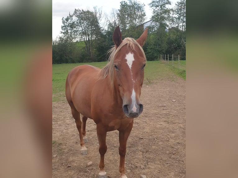 American Quarter Horse Mare 19 years Chestnut-Red in Pongratzen