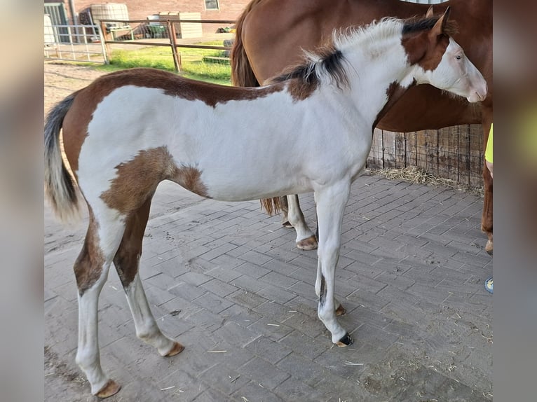 American Quarter Horse Mix Mare 1 year 12,2 hh Pinto in Twist