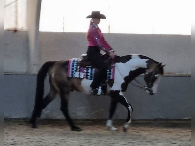 American Quarter Horse Mix Mare 1 year 12,2 hh Pinto in Twist
