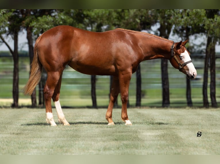 American Quarter Horse Mare 1 year 13,1 hh Sorrel in Whitesboro, TX