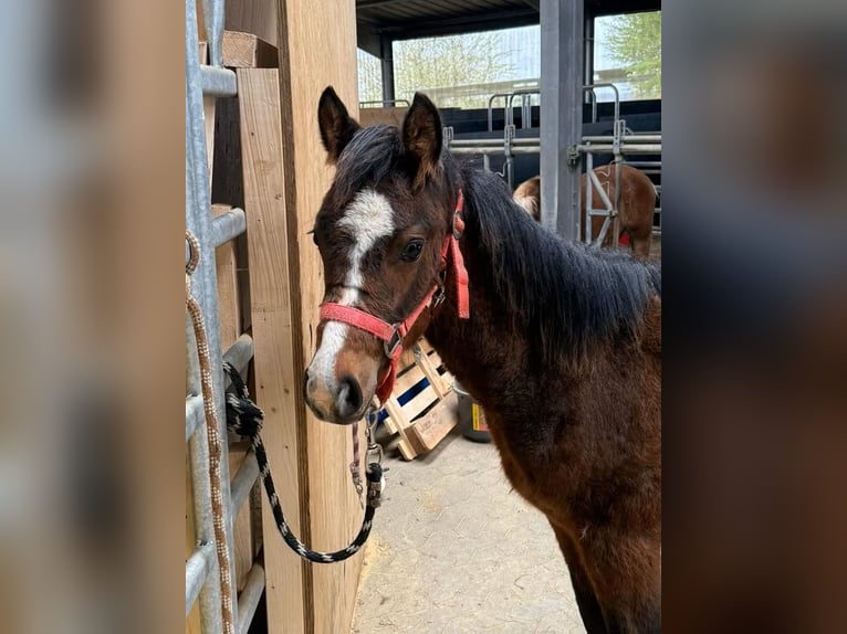American Quarter Horse Mix Mare 1 year 13.2 hh Bay-Dark in Daleiden