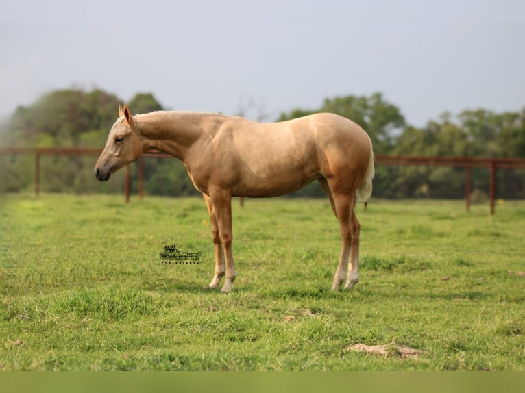 American Quarter Horse Mare 1 year 13,2 hh Palomino in Canton, TX