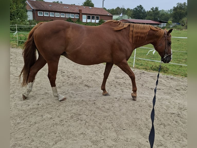 American Quarter Horse Mix Mare 1 year 13.2 hh Pinto in Twist