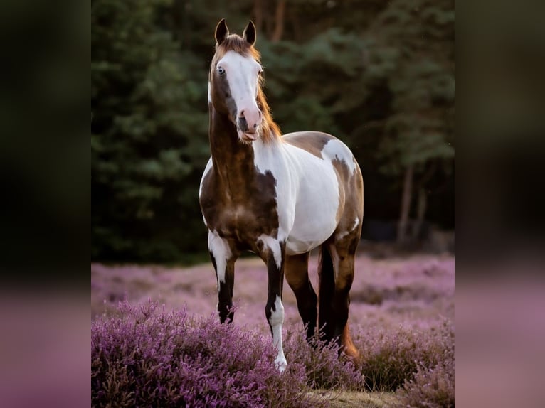 American Quarter Horse Mix Mare 1 year 13.2 hh Pinto in Twist