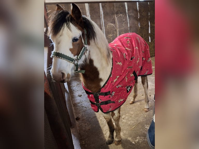 American Quarter Horse Mix Mare 1 year 13.2 hh Pinto in Twist