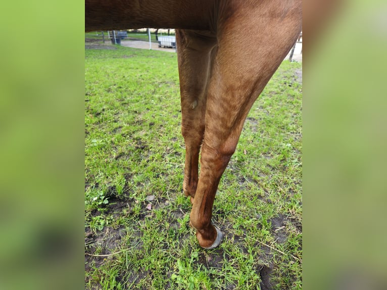 American Quarter Horse Mare 1 year 13.2 hh Red Dun in Wieringerwaard
