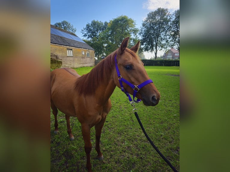 American Quarter Horse Mare 1 year 13.2 hh Red Dun in Wieringerwaard