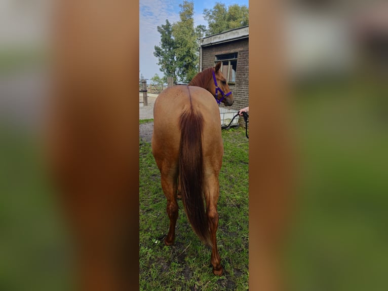 American Quarter Horse Mare 1 year 13.2 hh Red Dun in Wieringerwaard